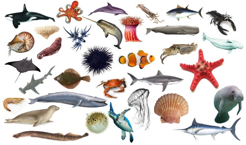 Find that Sea Creature! Quiz By RobPro